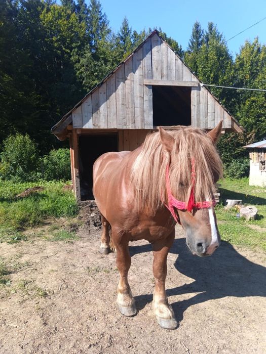 4000 de euro ușor negociabil armasar de 5 ani jumate  foarte cuminte