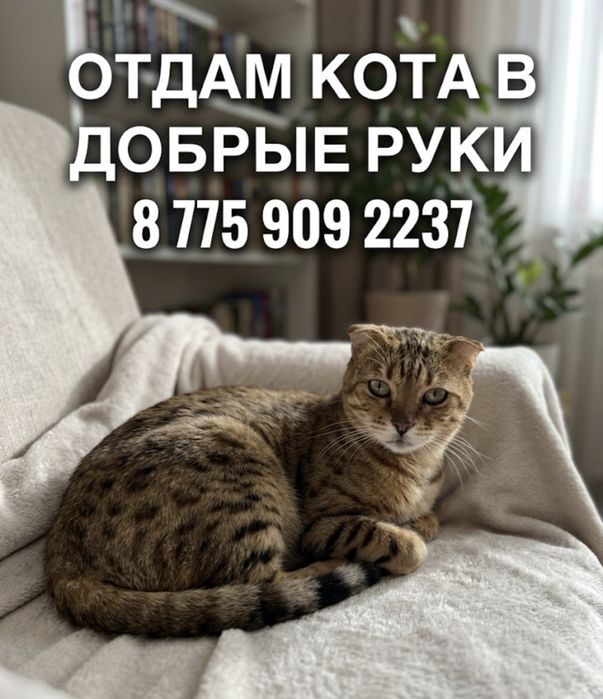 Котята.Кот.Уральск.Мичуринское. Асан.Котята добрые руки.Кот вязка