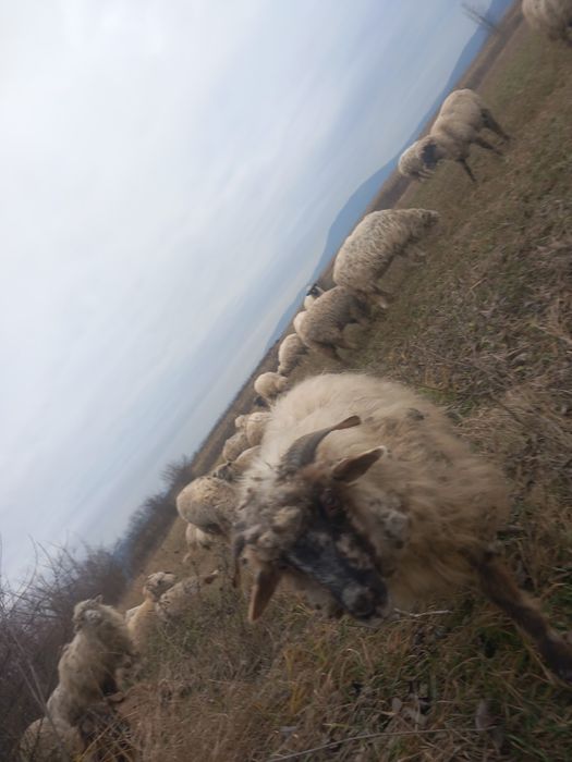 De vânzare oi bune de tinut