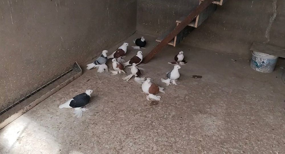Голуби бокатые двухчубые