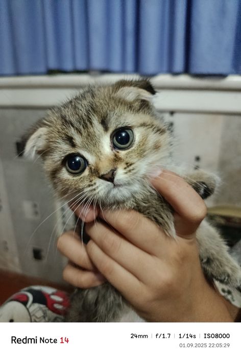 Mushukchalar sotiladi