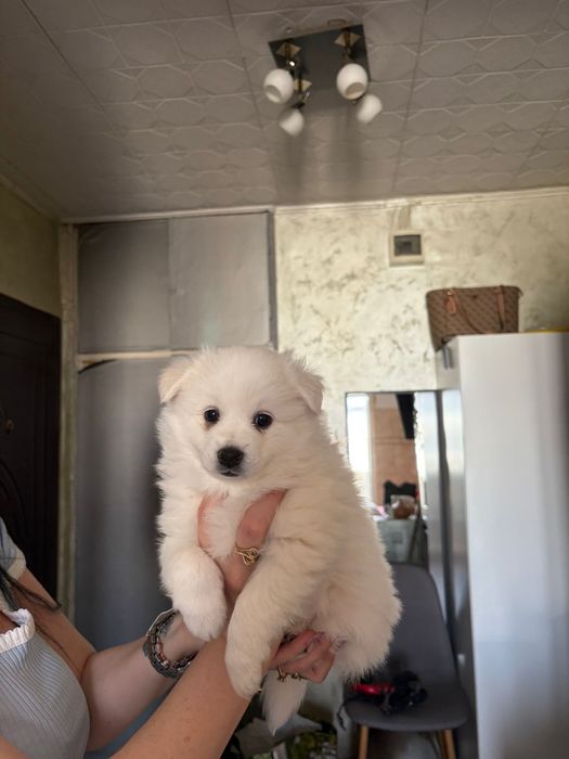 Spitz german 5 saptamani