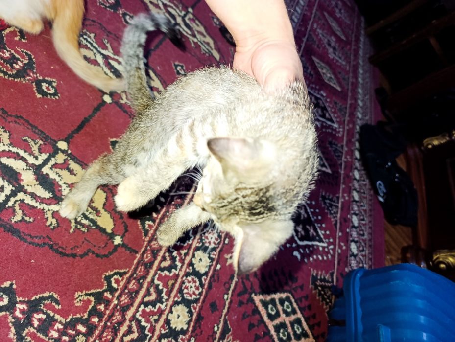 Нежные комочки счастья ищут новые дома — 5 котят, 2 месяца