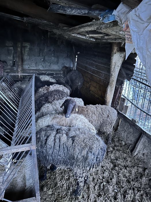 Семіз саулықтар