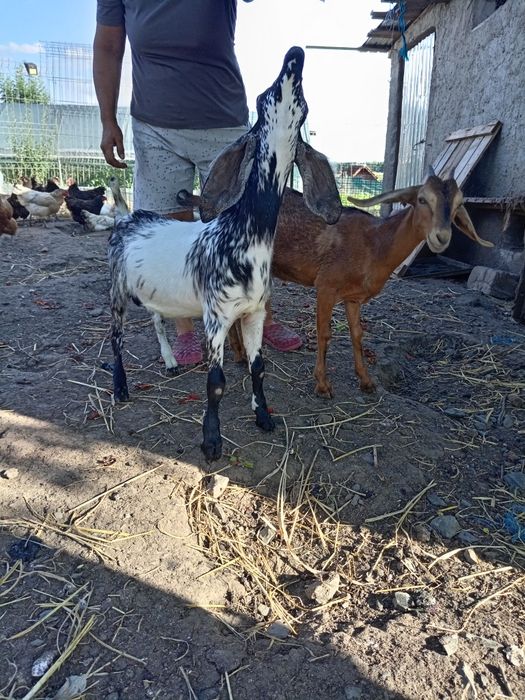 De vânzare nu sânt frații se vinde anpreuna., fata și băiat.