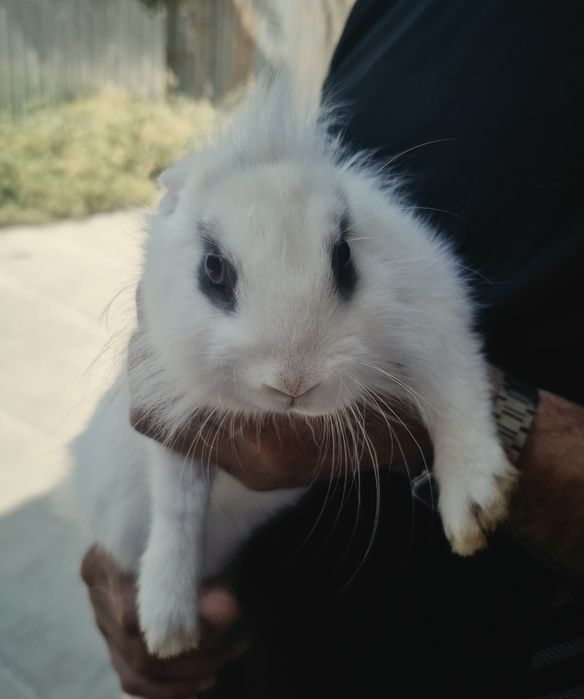 Декоративный кролик