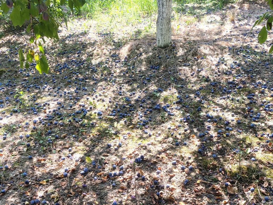 Prune Ciorăști pentru țuică de vanzare