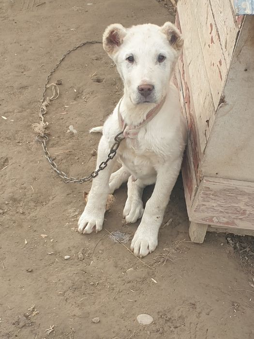 Kuchuk bolasi  sotiladi  2 oylik