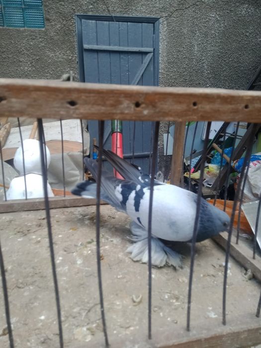 Продам голубей.   .