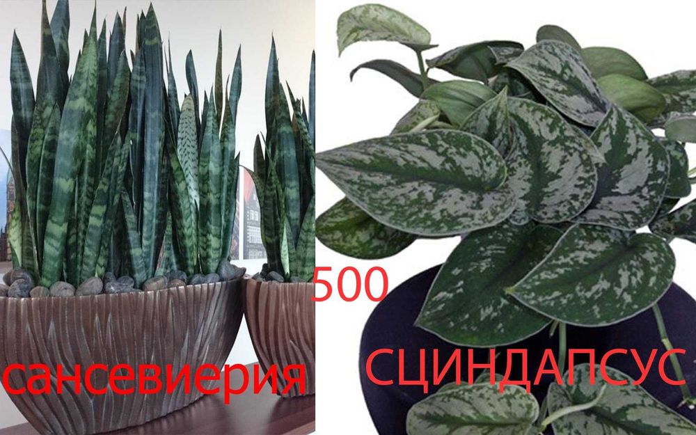 Комнатные  цветы