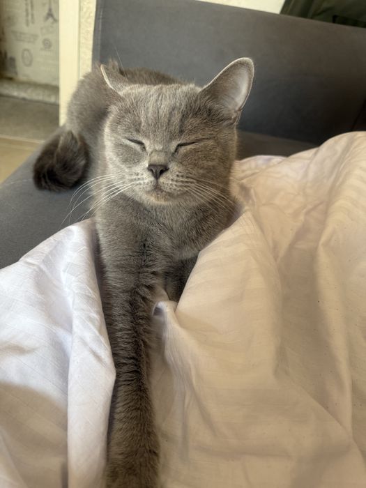 Отдам кошечку Бусинку в добрые руки