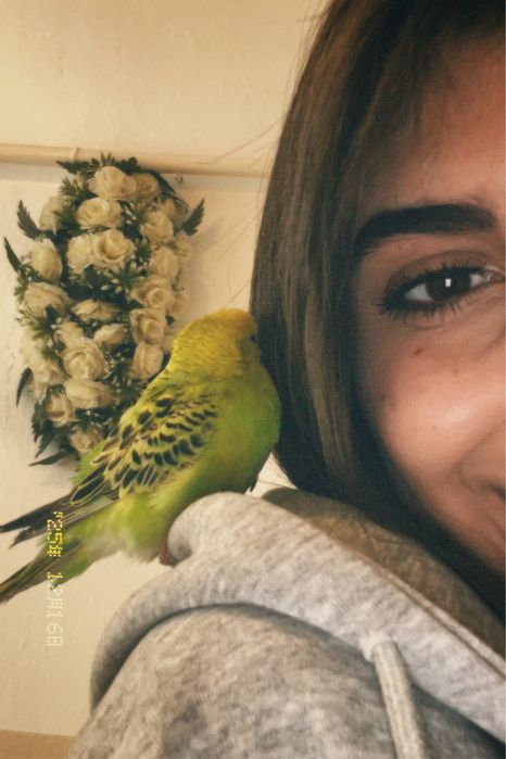 Продаются попугаи 14тыс.