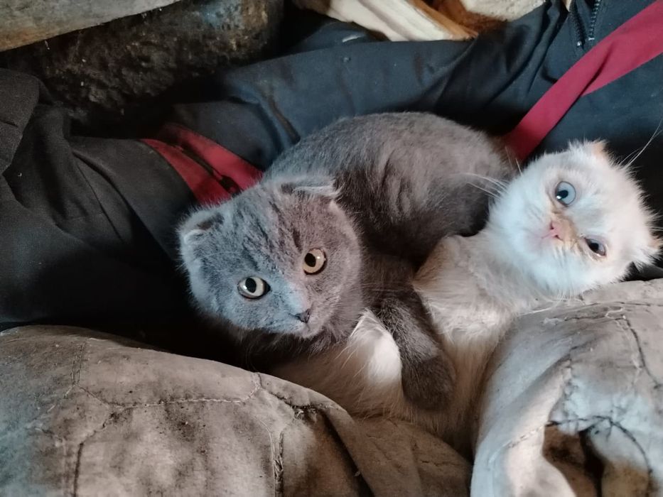 Отдам в хорошие руки