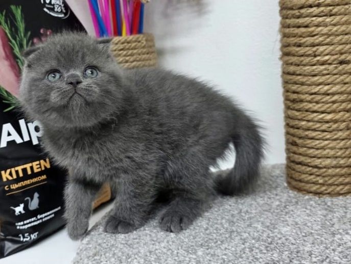 Шотландские  котята