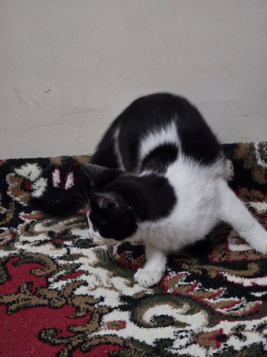 Отдам котенка в хорошие руки