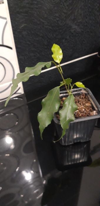 Детки фикуса Бенджамина