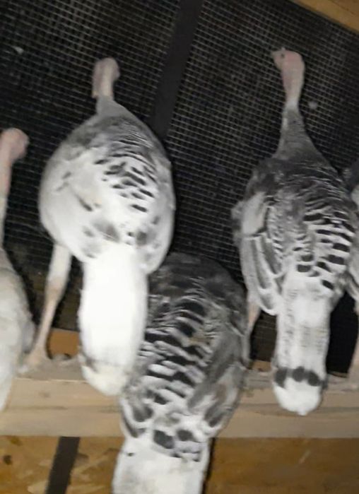 Familie pui de curcă 1+2