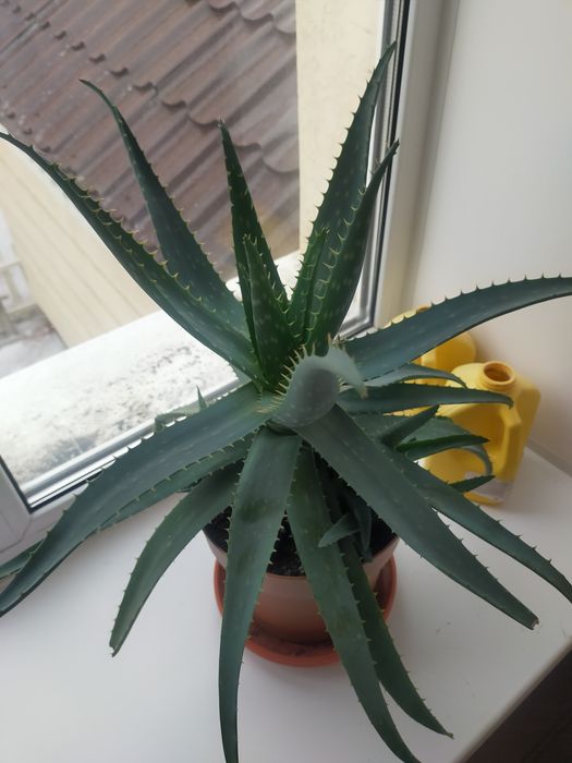 Комнатное растение -алое вера