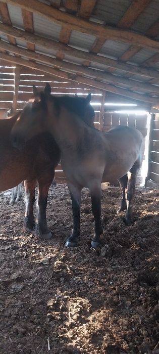 De vînzare 2 mînji prețu e pe amîn doi