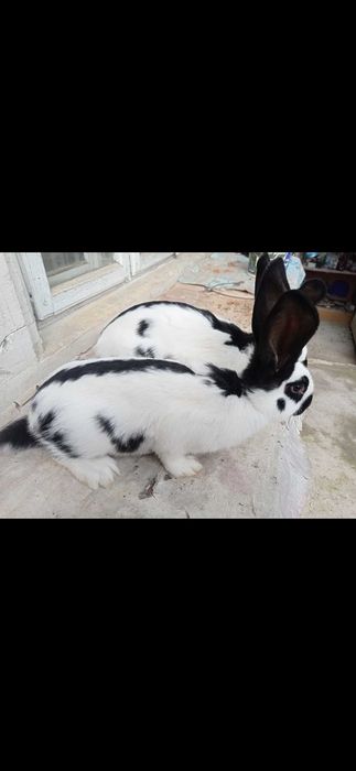 Masculi fluture german