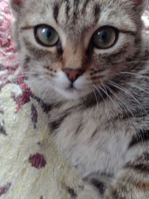 Отдам котят в добрые руки.