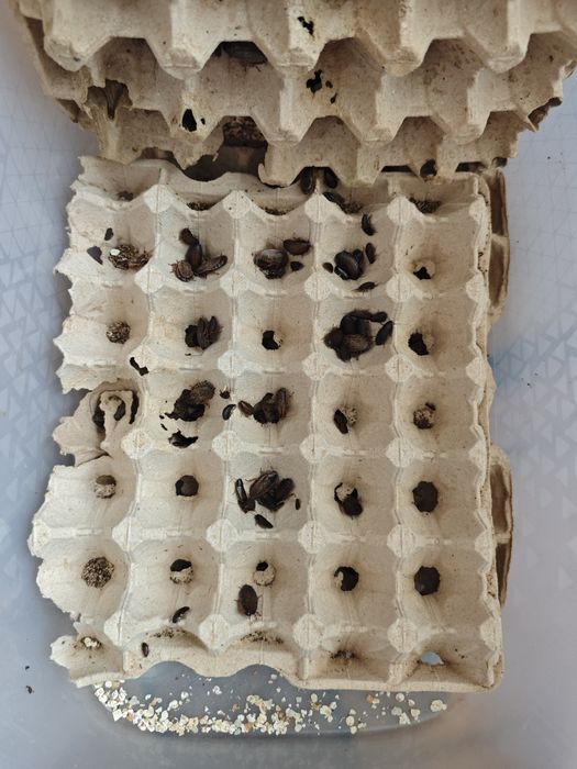 Продам паука + ферма тараканов