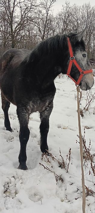 Vând sau schimb mwnza sura