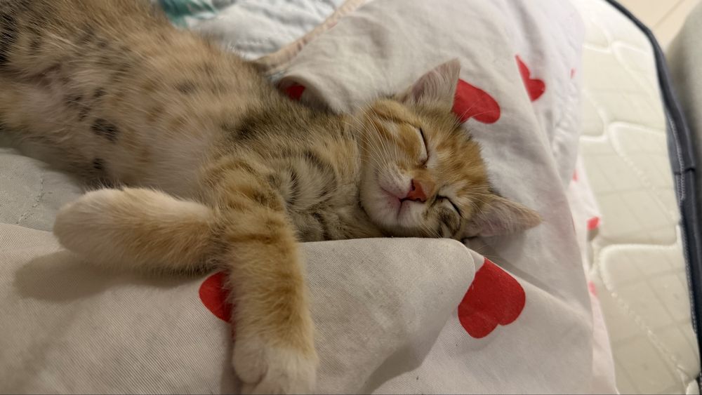 отдаем котенка в хорошие руки