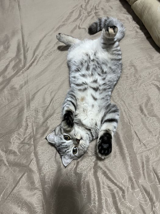 Mushuk skottish fold strait tozza zoti