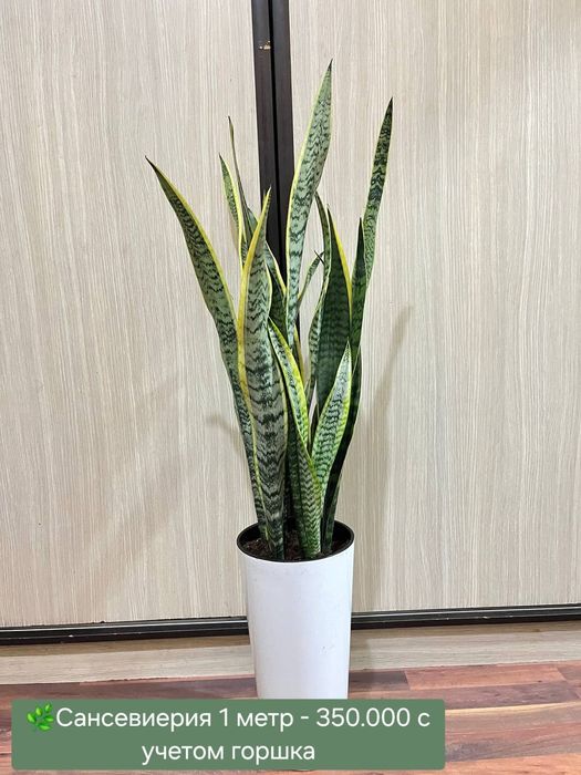 Сансевиерии разных сортов и размеров.