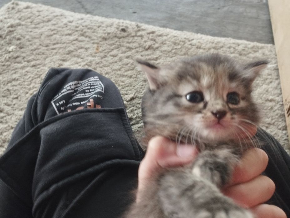 Котята их четыре