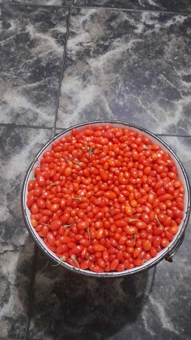 Fructe proaspete Goji (Lycium Barbarum)