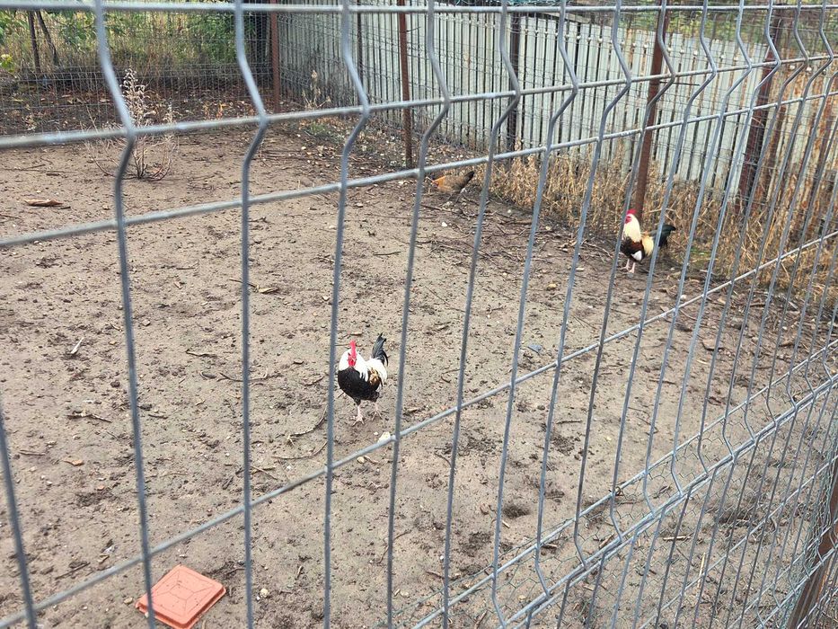 Vand gaini pitice si porumbei.