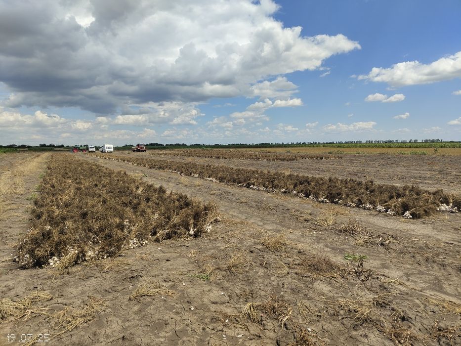 Usturoi românesc de vânzare în cozi