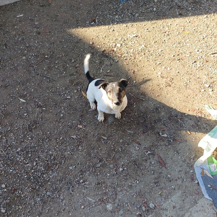 Catei jack russel
