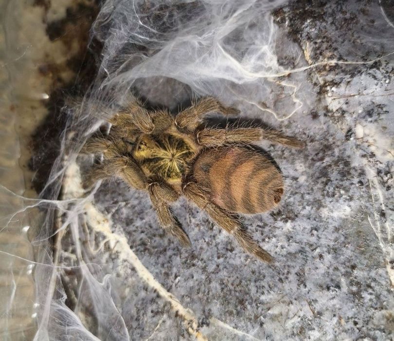 Паук птицеед Самка Holothele incei