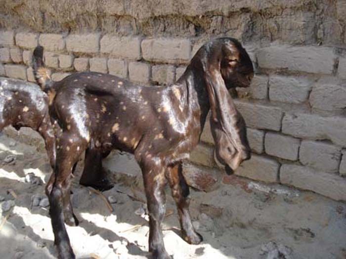 Вязка козла Камори