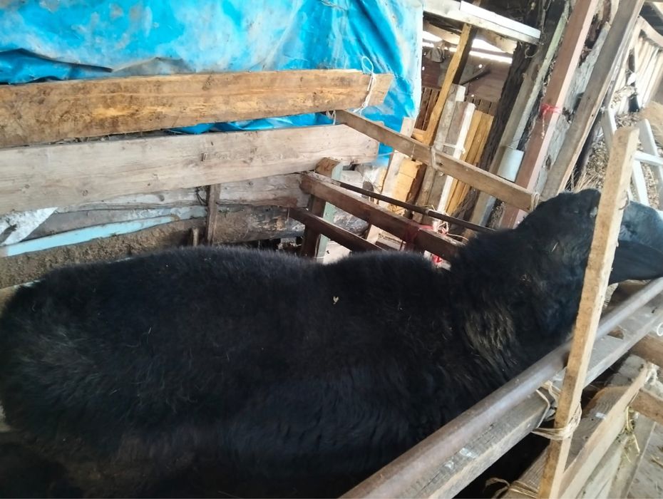 2 бычка и большой кочкар