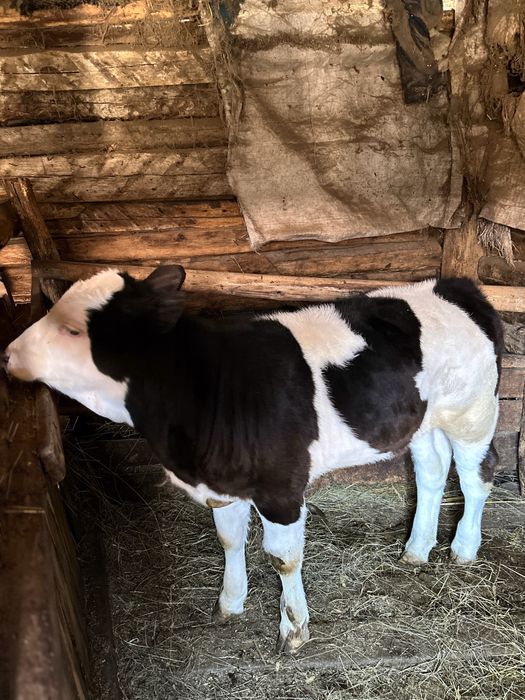 Vitea baltata romaneasca