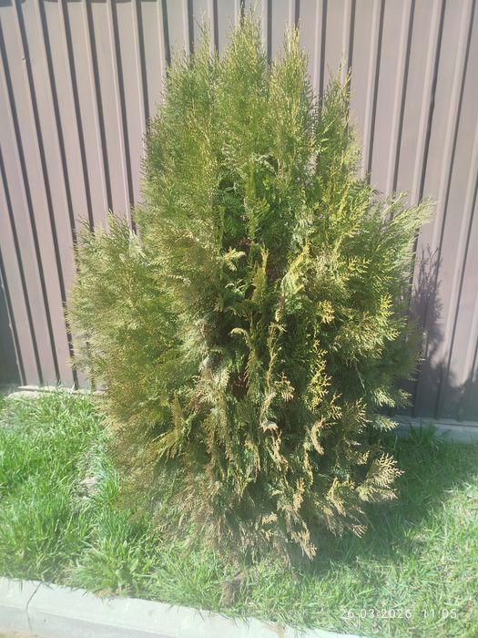 Продаю туя книжка