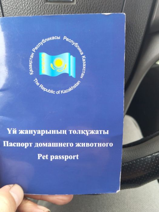 Немецкая овчарка чисто кровька