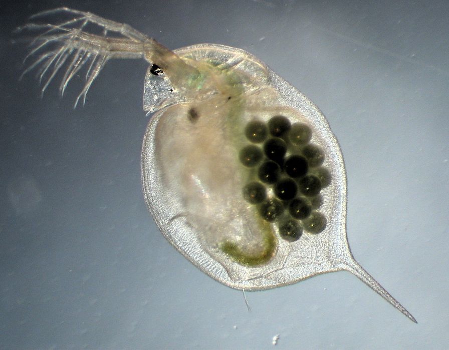 Daphnia Hrana Vie Pesti