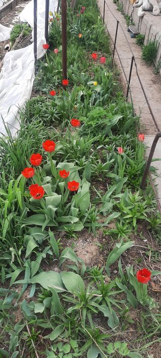 Продам домашние тюльпаны