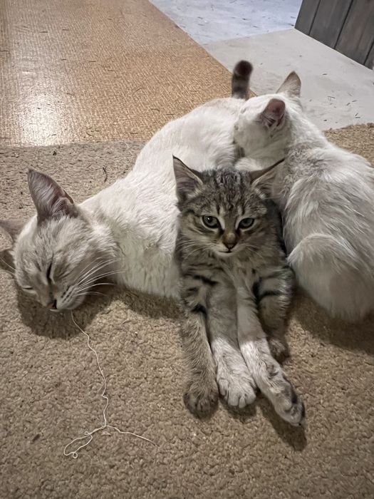 Бесплатно котёнок