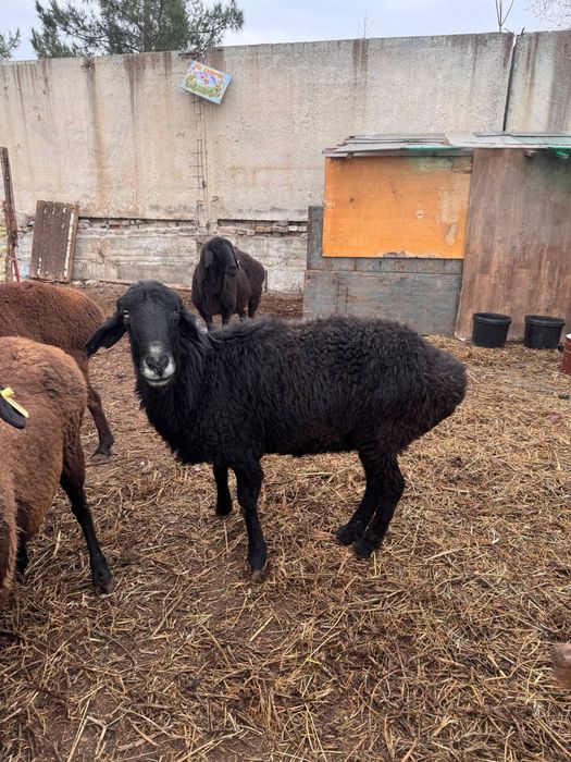 Бараны | Qo'chqorlar