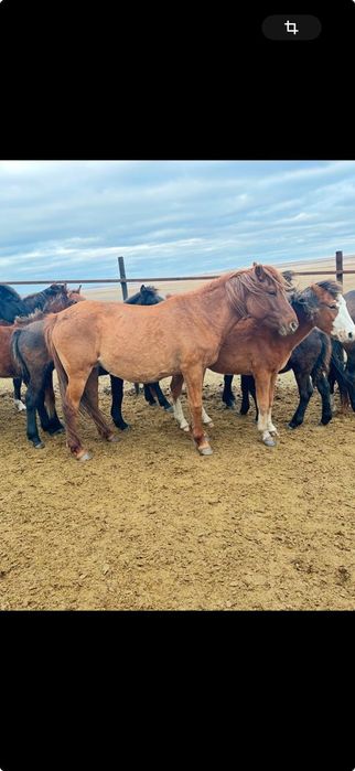 Кобыла(стельная)