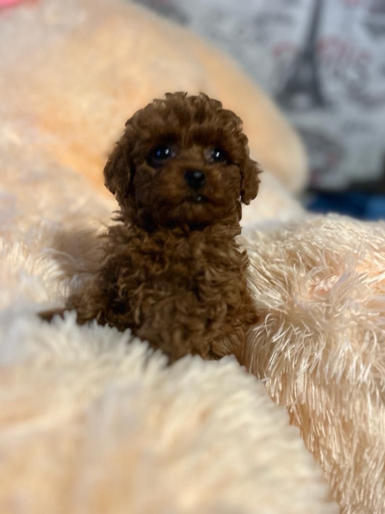 Teacup poodle sale olx