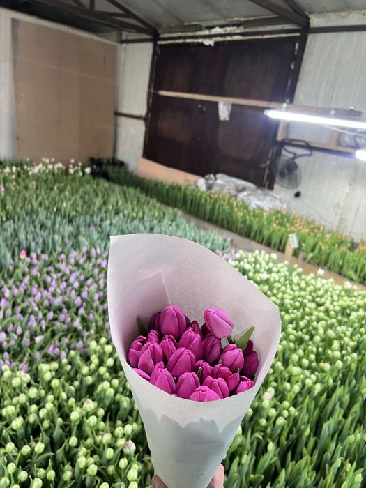 Тюльпаны 8 марта 650тг шт