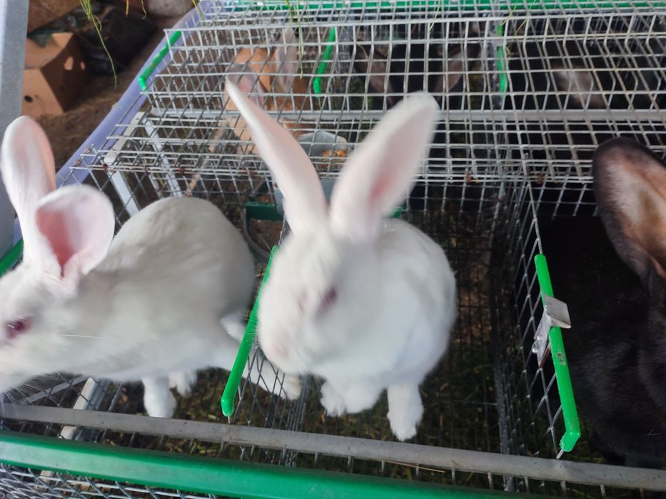 Vând iepuri diferite vârste