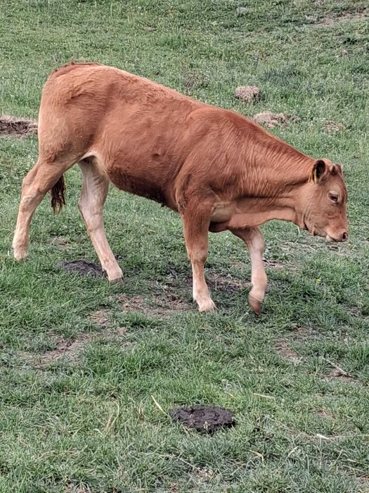 Taur.   limousin